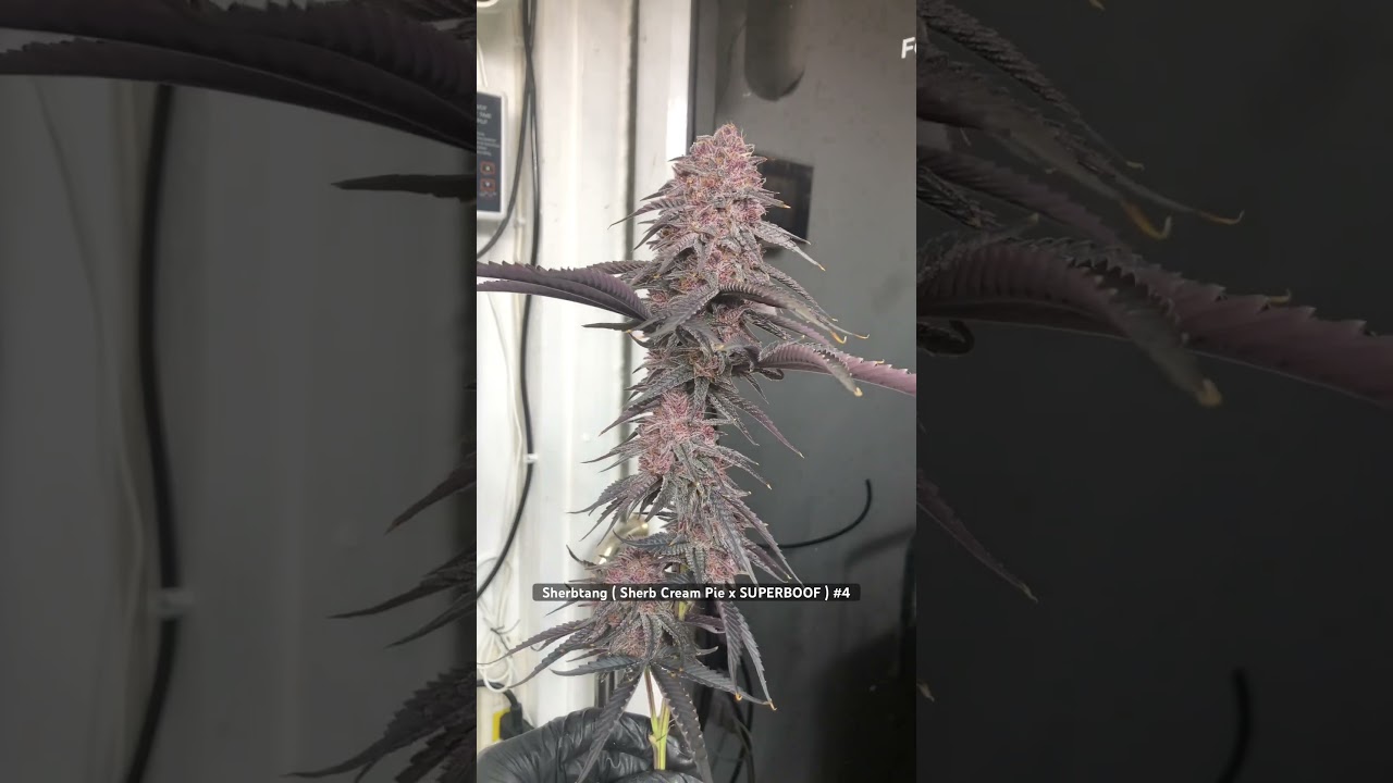 Sherbtang ( Sherb Cream Pie x SUPERBOOF ) #4  ฟีโนนี้ปลูกด้วยไฟปลูก FlexStar Matrix 645W ปุ๋ย Athena