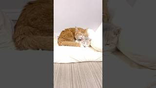 A New Cat Is Here…!?