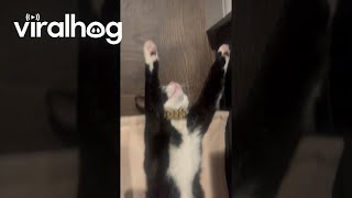 BowtieWearing Cat Relaxes by the Fireplace || ViralHog