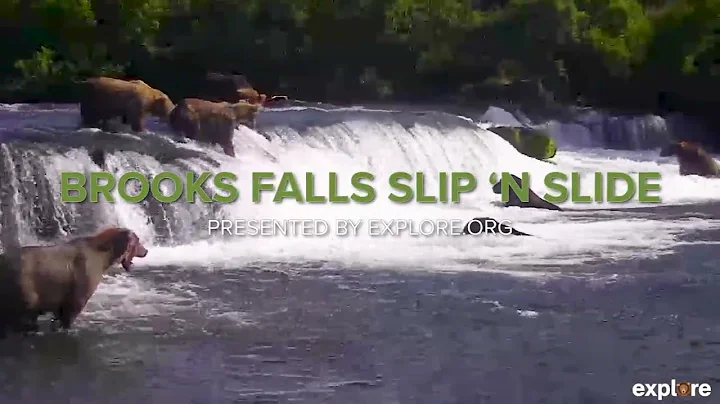 Bears Falling off Brooks Falls  Vol 4