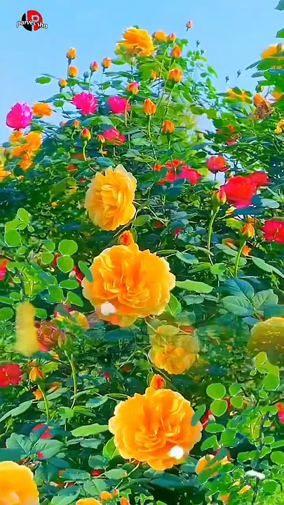 তুমি হাজার ফুলের মাঝে একটি গোলাপ