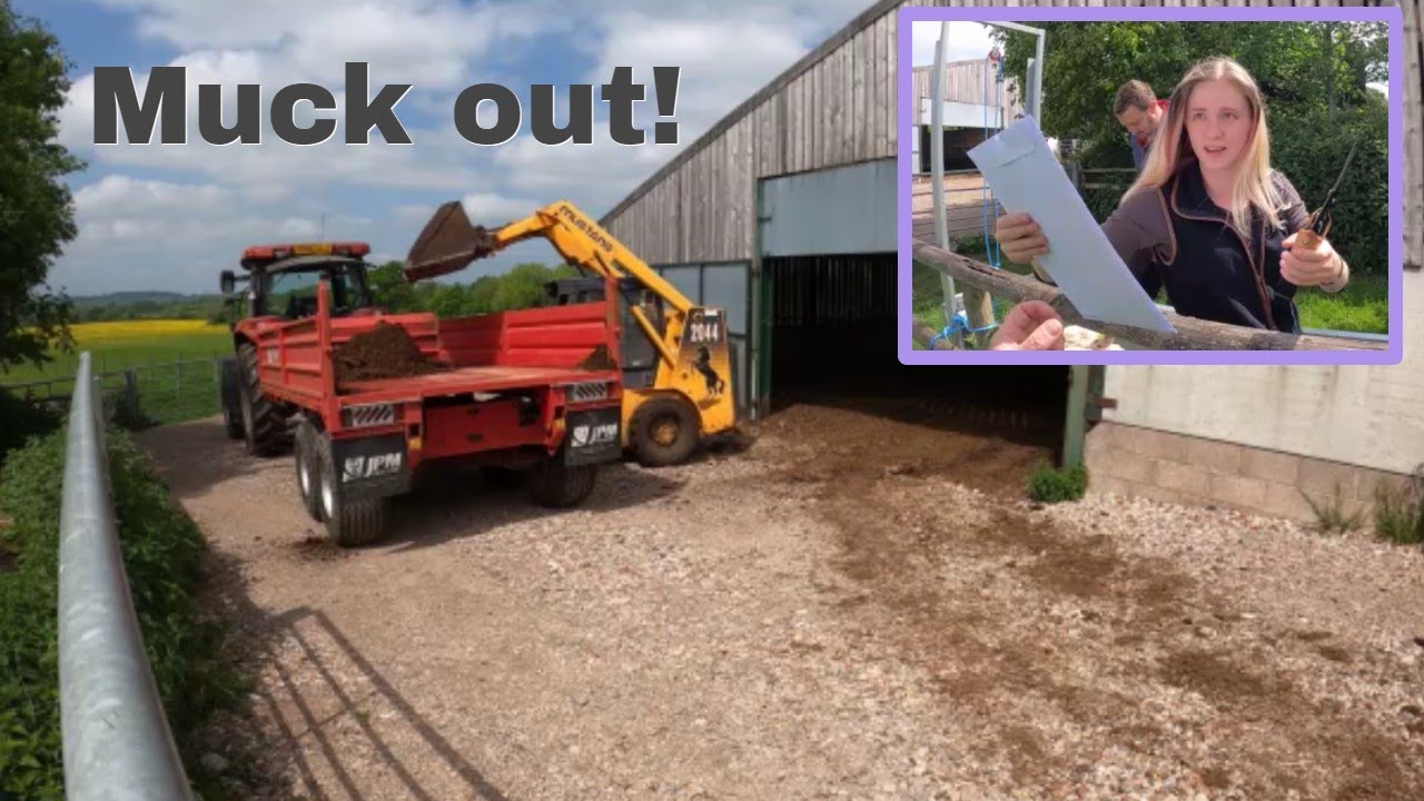 14 05 22 Cattle out, muck out! YouTube