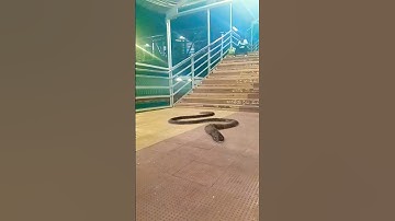 snake video 🐍🐍🐍#snake #anacondasnake #ytshorts #video #viralvideo #trending #short #shortvideo #fun