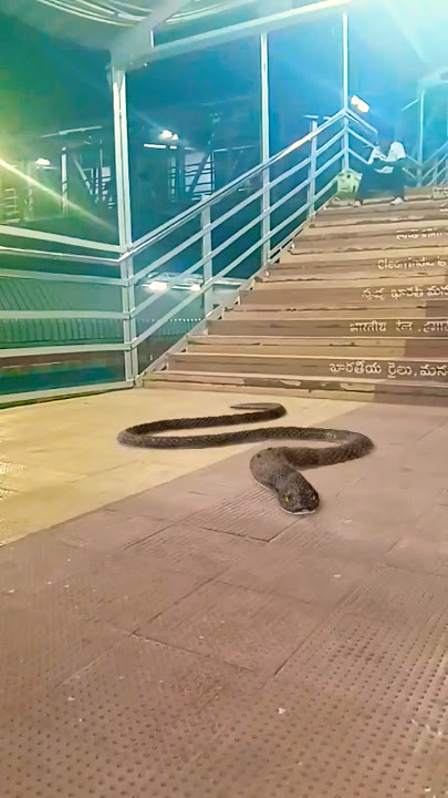 snake video 🐍🐍🐍#snake #anacondasnake #ytshorts #video #viralvideo #trending #short #shortvideo #fun