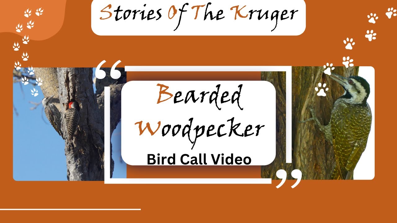 Bearded Woodpecker Bird Call And Drumming On The S25, Crocodile River Road | Stories Of The Kruger
