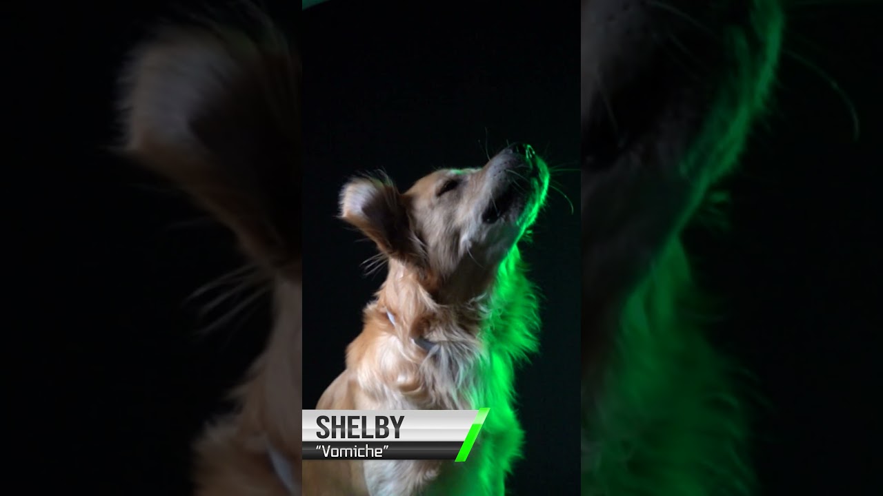 ?Slo-Mochiens - 5ème manche