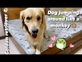 Funny goldenretriever  jumping around like a monkey 