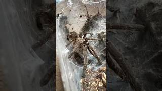 Ceratogyrus Marshalli Out And About