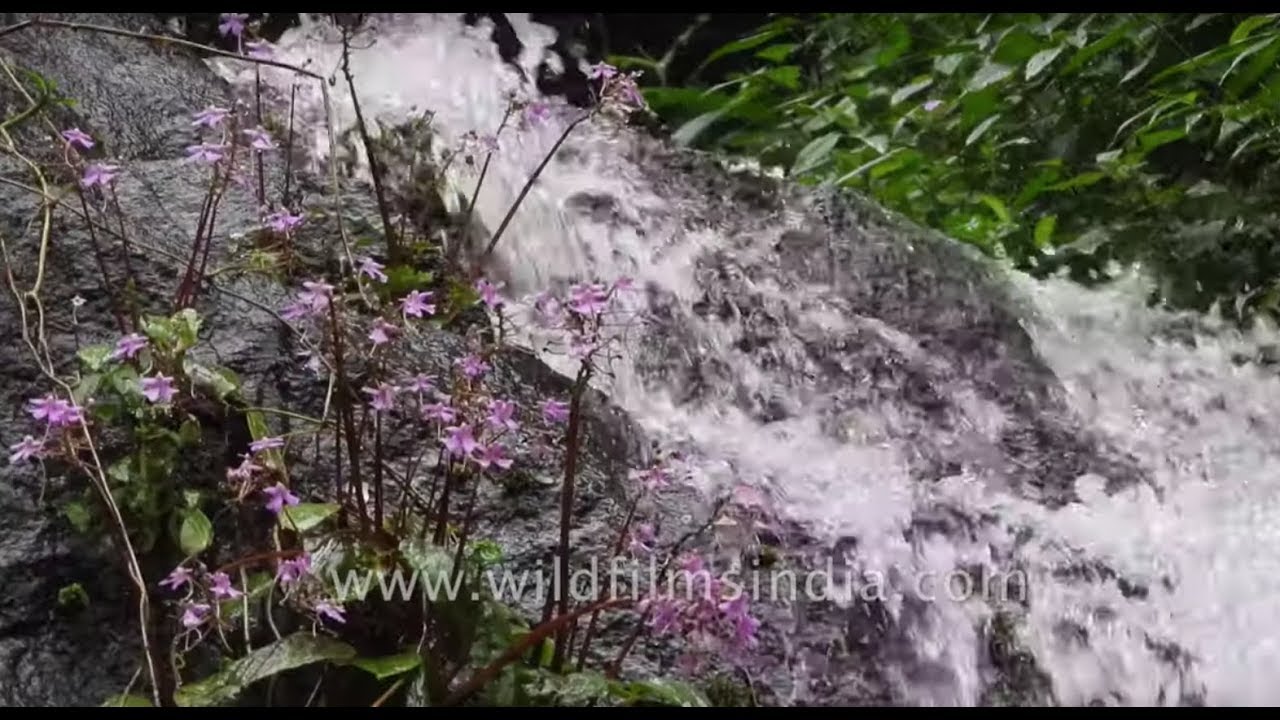 nepal flag Waterfall in Munnar | A tourist favourite for its virgin environs and lush greenery