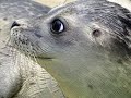Sax seal meme (earape)