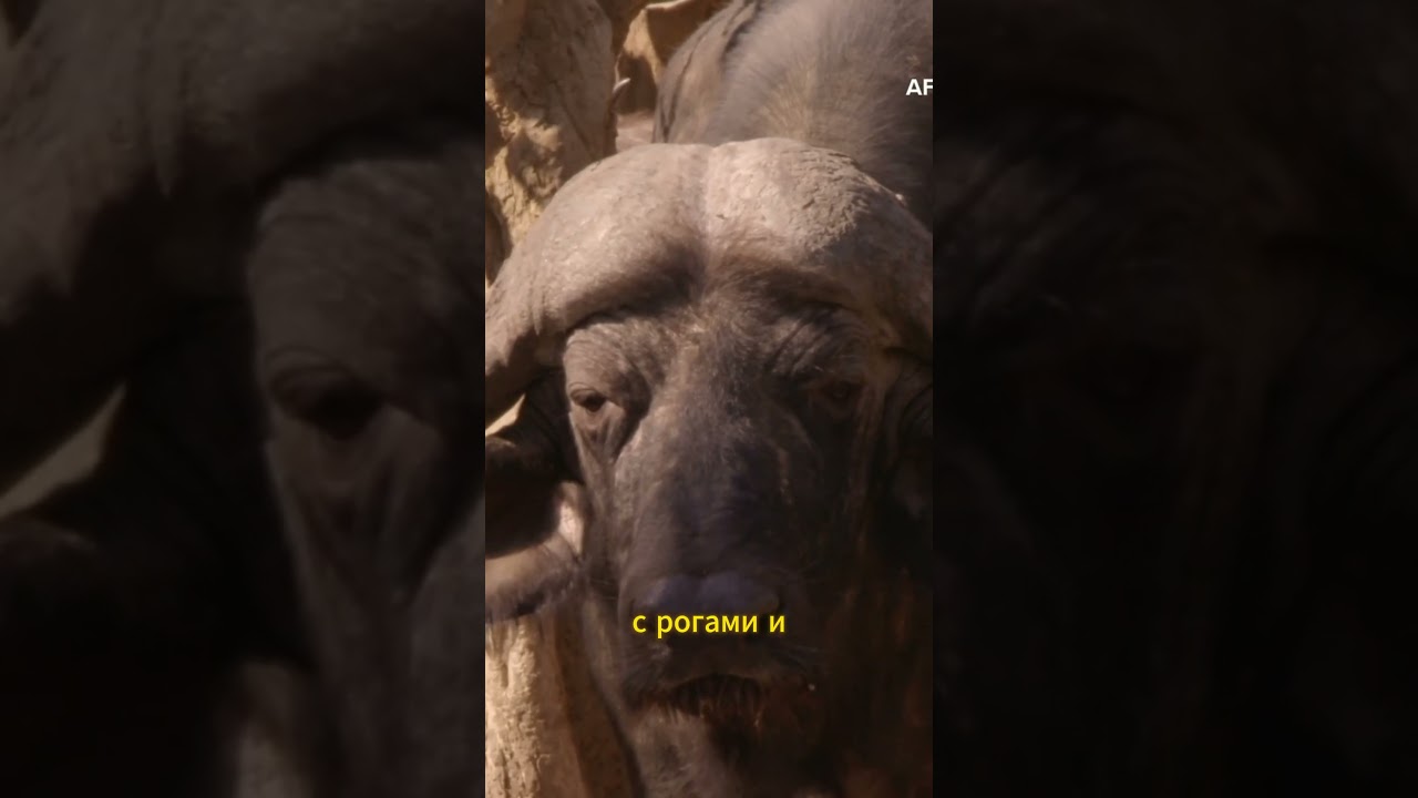 Подростки Нсэфу  