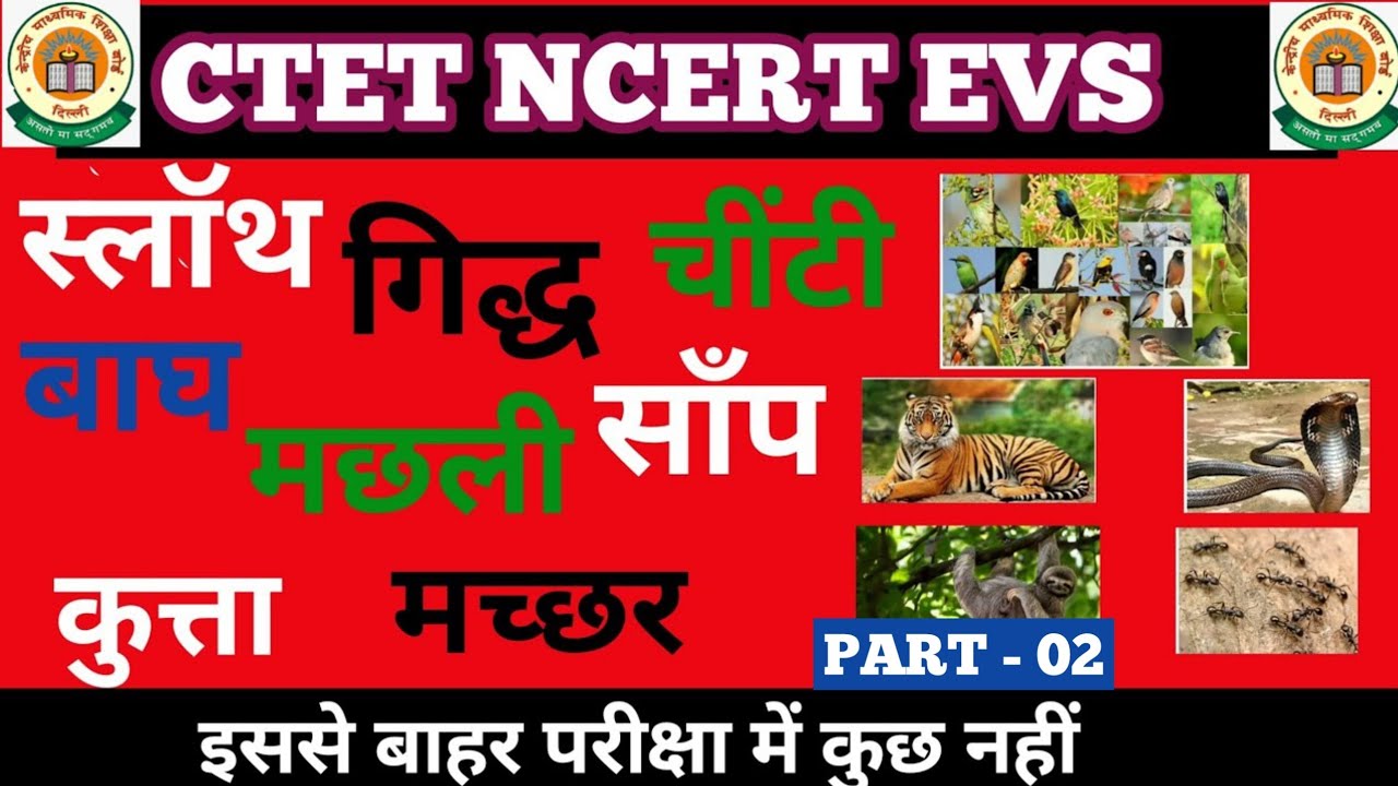 CTET 2024 सम्पूर्ण EVS NCERT आधारित रट लो ||CTET EVS NCERT CLASS ||CTET ...