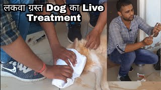 Paralysis Dog ka live treatment in injectable  जब डॉग में लकवा हो जाए तो उसका इलाज कैसे करें