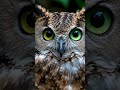 Owl Changing Eye Colors 🦉👀 | Mesmerizing Wildlife Moment ✨