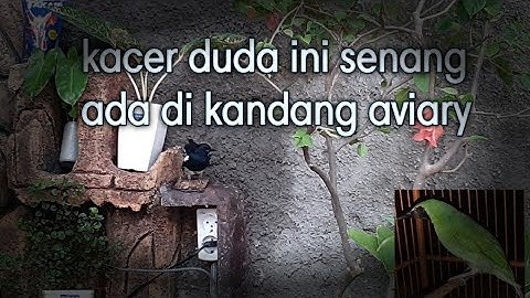 Kacer ini mulai nyaman di kandang aviary