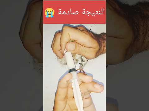 اطعام وزق فراخ الحمام يدويا