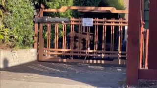 Bear found hiding under home after the Eaton Fire in Altadena