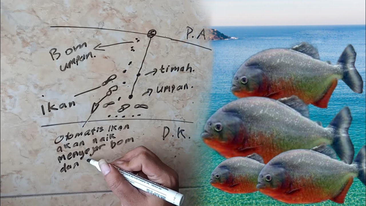 Cara Setting Pelampung Untuk Memancing Ikan Bawal