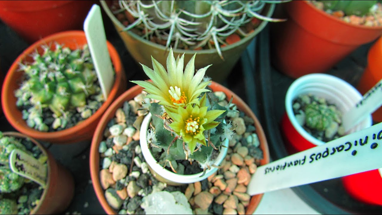 My Turbinicarpus flaviflorus Cactus Plant with twin bloom 