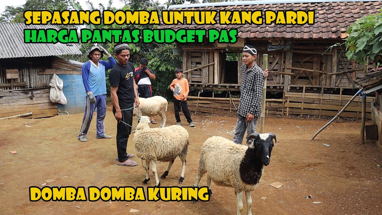 Akhirnya Beli Domba Sejodo Untuk Keluarga Muhammad Kholil..Ini Alasannya...??