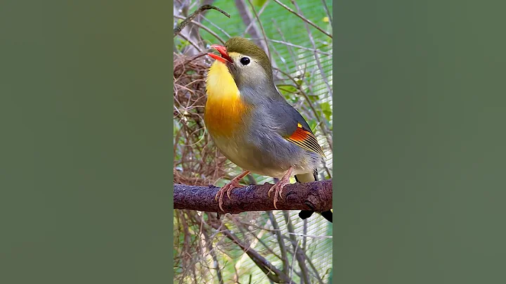 Chinese Nightingale Song | Bird Sounds | Pekin Robin Singing