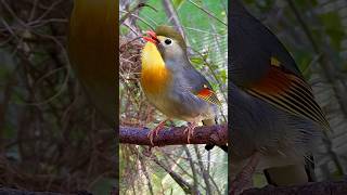 Chinese Nightingale Song | Bird Sounds | Pekin Robin Singing