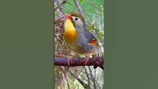 Chinese Nightingale Song | Bird Sounds | Pekin Robin Singing