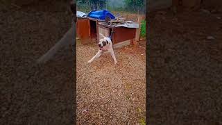 Pk Bully Attitude Status Danger  Op Shorts  Sk Dog Tech