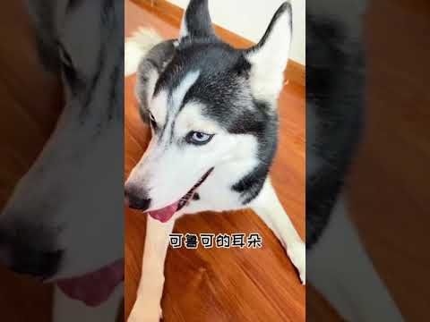 【喵可酱】无效遛狗VS有效遛狗#西伯利亚雪橇犬