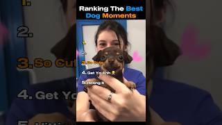 Funniest Dog Moments Ranked #shorts #funny #dogs #ranked