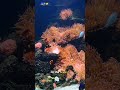 5 Animals That Build Underwater Cities