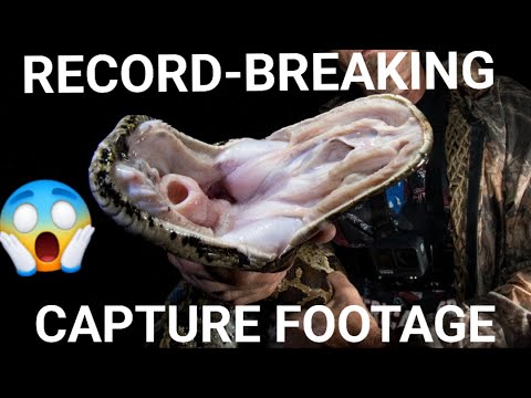 Record-Breaking Python Official Capture Footage | Snakeaholic