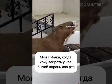 Одна из самых безопасных вкусняшек, которая принесет пользу #кинолог #собака #собакаест