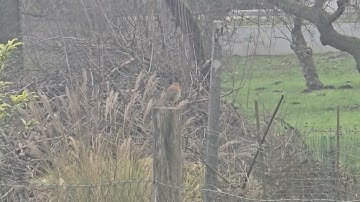 2025-12-02 LJUBLJANA Karlovško predmestje PASSERIFORMES Erithacus rubecula TAŠČICA