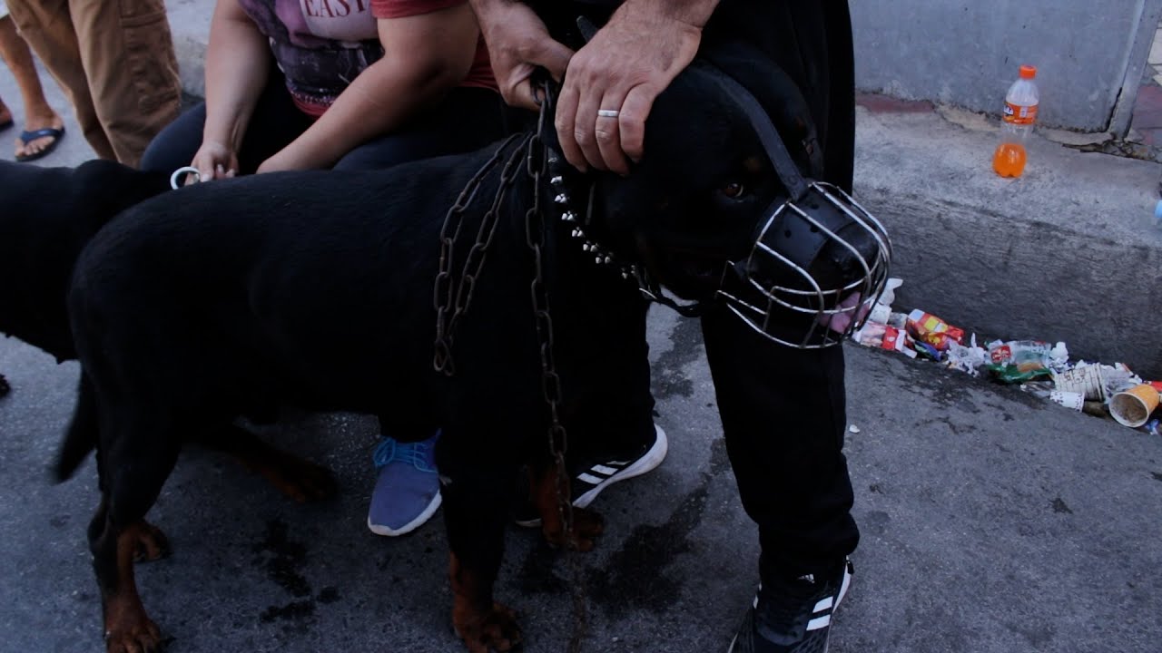 سوق المنصف باي: أشرس أنواع الكلاب موجودة و بسوم مرفق!!