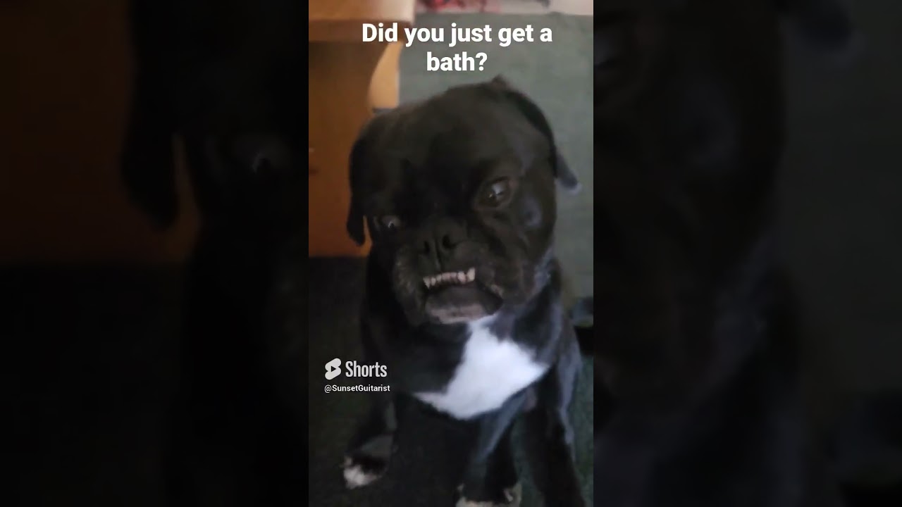 Did Jeff the Pug just get a bath?