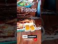 Poor fishes #shorts #fish #food #culinary #indonesia