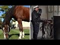 Beloved Police Horse Honored With Memorial Service Beloved Police Horse Honored With Memorial Service
