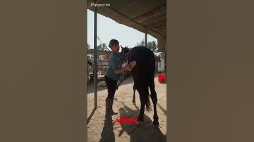 The Secret Route of Infection No One Talks About. #Bats #HendraVirus #NipahVirus #Spillover # #facts