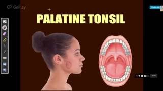 ENT LECTURES anatomy of palatine tonsils