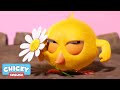 Where's Chicky? Funny Chicky 2020 | GUARDIAN OF NATURE | Chicky Cartoon in English for Kids