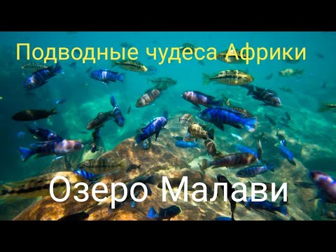 Подводные чудеса Африки. Озеро Малави.