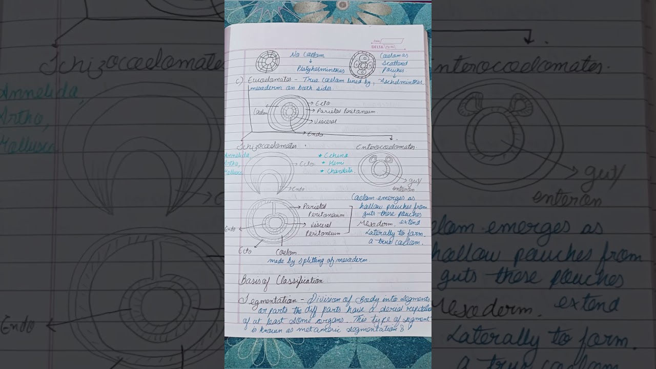 Animal Kingdom Class 11th Best notes #cbseboard  #neet2024biology