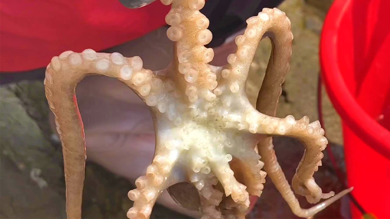 English Sub 小章赶海发现水坑里搁浅很多黑鲷鱼 全部都放生了 还收获八爪鱼 赶海小章 Youtube