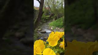 Yellow flowers and Waterfall | Ilidia, CS, Romania #relaxing #waterfall #yellow #ilidia #romania