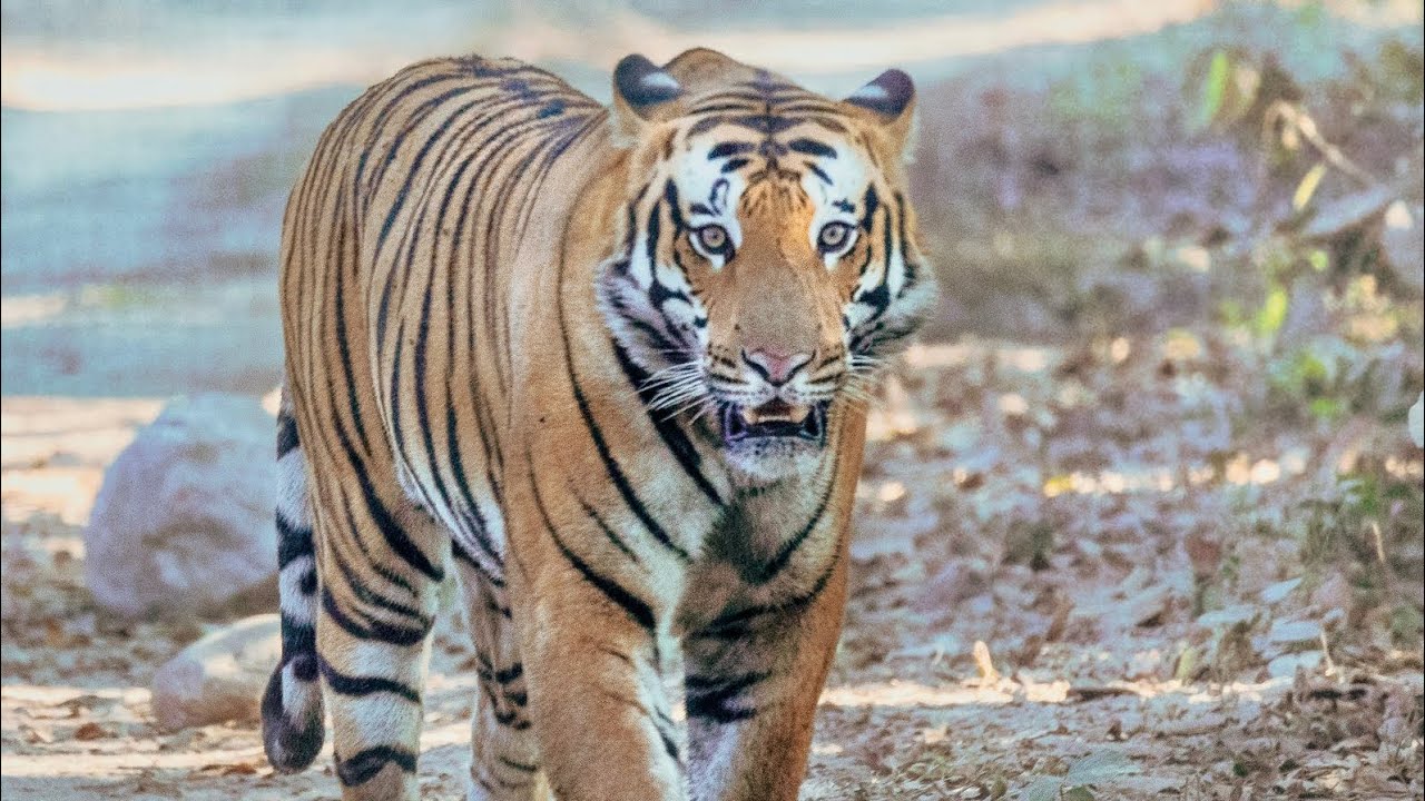 TIGER TERROR IN LUCKNOW CITY. RED ALERT IN MANY AREAS. #attack #tiger # ...