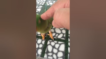 Vẹt xích Thái nói chào khách, giả tiếng cu gáy