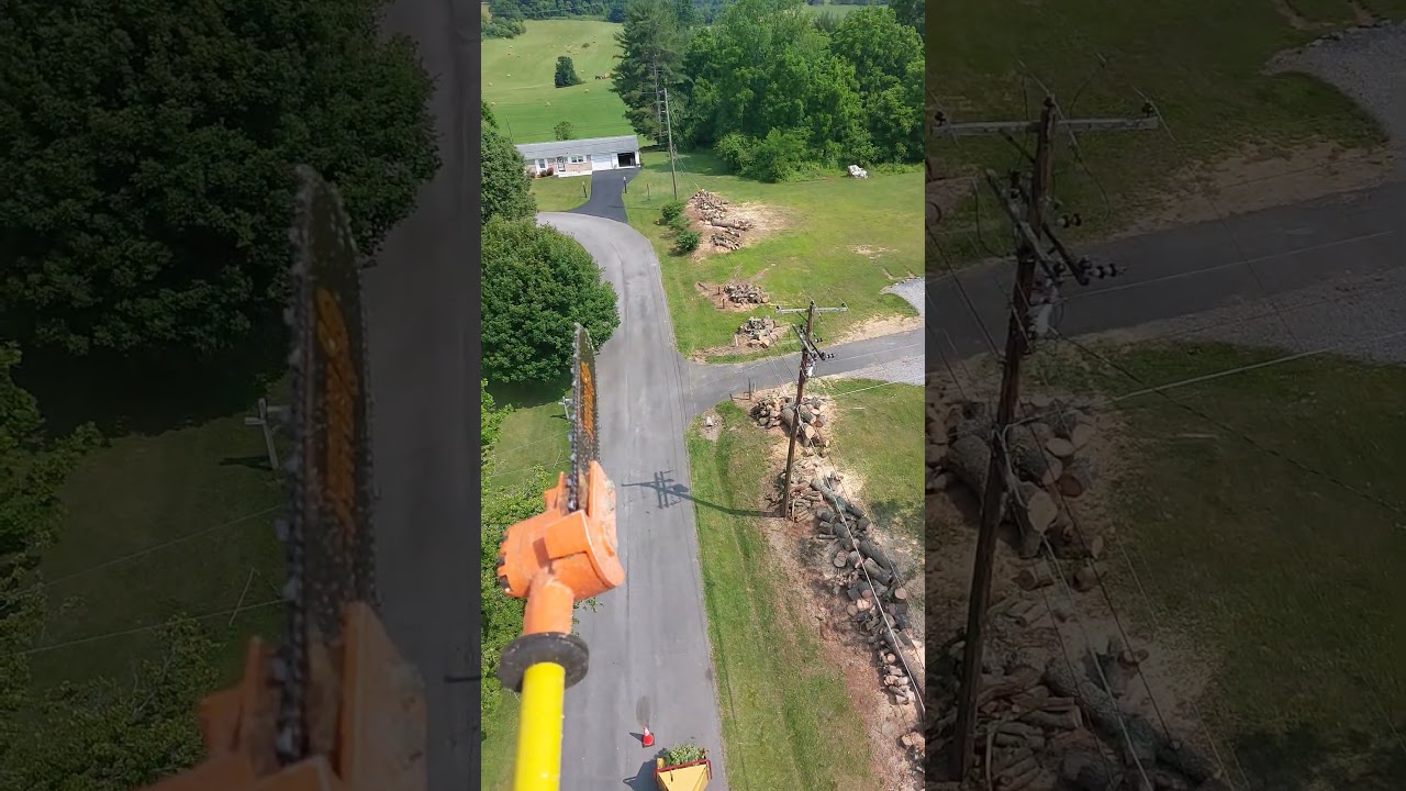 Tree removal in Bristol Tennessee. 