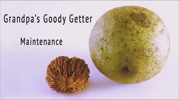 Black Walnut Cracker - Maintenance 2022