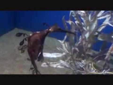 ウィーディーシードラゴンを水族館で見た！